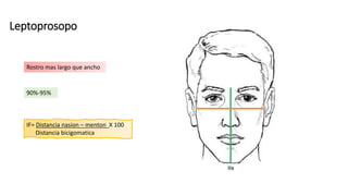 Leptoprosopo
Rostro mas largo que ancho
IF= Distancia nasion – menton X 100
Distancia bicigomatica
90%-95%
 