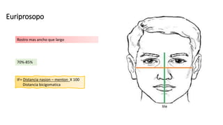 Euriprosopo
Rostro mas ancho que largo
IF= Distancia nasion – menton X 100
Distancia bicigomatica
70%-85%
 