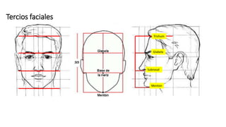 Tercios faciales
Trishum
Glabela
Subnasal
Menton
 