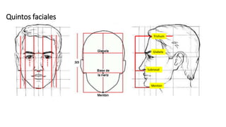 Quintos faciales
Trishum
Glabela
Subnasal
Menton
 