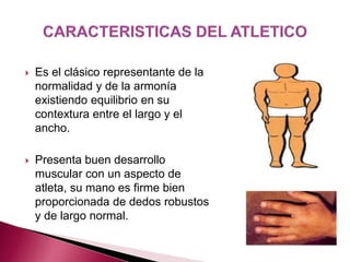  Es el clásico representante de la 
normalidad y de la armonía 
existiendo equilibrio en su 
contextura entre el largo y el 
ancho. 
 Presenta buen desarrollo 
muscular con un aspecto de 
atleta, su mano es firme bien 
proporcionada de dedos robustos 
y de largo normal. 
 
