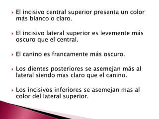  El incisivo central superior presenta un color 
más blanco o claro. 
 El incisivo lateral superior es levemente más 
oscuro que el central. 
 El canino es francamente más oscuro. 
 Los dientes posteriores se asemejan más al 
lateral siendo mas claro que el canino. 
 Los incisivos inferiores se asemejan mas al 
color del lateral superior. 
 