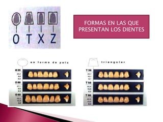 FORMAS EN LAS QUE 
PRESENTAN LOS DIENTES 
 