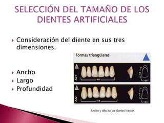  Consideración del diente en sus tres 
dimensiones. 
 Ancho 
 Largo 
 Profundidad 
 