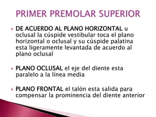  DE ACUERDO AL PLANO HORIZONTAL u 
oclusal la cúspide vestibular toca el plano 
horizontal o oclusal y su cúspide palatina 
esta ligeramente levantada de acuerdo al 
plano oclusal 
 PLANO OCLUSAL el eje del diente esta 
paralelo a la línea media 
 PLANO FRONTAL el talón esta salida para 
compensar la prominencia del diente anterior 
 