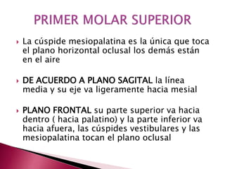  La cúspide mesiopalatina es la única que toca 
el plano horizontal oclusal los demás están 
en el aire 
 DE ACUERDO A PLANO SAGITAL la línea 
media y su eje va ligeramente hacia mesial 
 PLANO FRONTAL su parte superior va hacia 
dentro ( hacia palatino) y la parte inferior va 
hacia afuera, las cúspides vestibulares y las 
mesiopalatina tocan el plano oclusal 
 