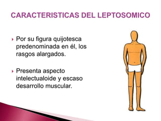  Por su figura quijotesca 
predenominada en él, los 
rasgos alargados. 
 Presenta aspecto 
intelectualoide y escaso 
desarrollo muscular. 
 