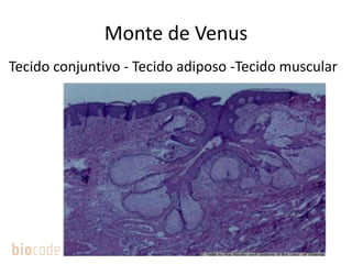 Monte de Venus
Tecido conjuntivo - Tecido adiposo -Tecido muscular
 