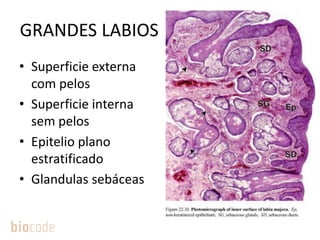 GRANDES LABIOS
• Superficie externa
com pelos
• Superficie interna
sem pelos
• Epitelio plano
estratificado
• Glandulas sebáceas
 