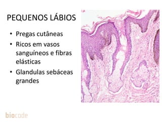 PEQUENOS LÁBIOS
• Pregas cutâneas
• Ricos em vasos
sanguíneos e fibras
elásticas
• Glandulas sebáceas
grandes
 