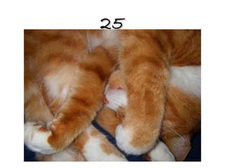 25 