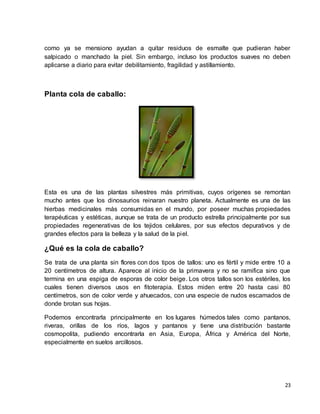 como ya se mensiono ayudan a quitar residuos de esmalte que pudieran haber 
salpicado o manchado la piel. Sin embargo, incluso los productos suaves no deben 
aplicarse a diario para evitar debilitamiento, fragilidad y astillamiento. 
23 
Planta cola de caballo: 
Esta es una de las plantas silvestres más primitivas, cuyos orígenes se remontan 
mucho antes que los dinosaurios reinaran nuestro planeta. Actualmente es una de las 
hierbas medicinales más consumidas en el mundo, por poseer muchas propiedades 
terapéuticas y estéticas, aunque se trata de un producto estrella principalmente por sus 
propiedades regenerativas de los tejidos celulares, por sus efectos depurativos y de 
grandes efectos para la belleza y la salud de la piel. 
¿Qué es la cola de caballo? 
Se trata de una planta sin flores con dos tipos de tallos: uno es fértil y mide entre 10 a 
20 centímetros de altura. Aparece al inicio de la primavera y no se ramifica sino que 
termina en una espiga de esporas de color beige. Los otros tallos son los estériles, los 
cuales tienen diversos usos en fitoterapia. Estos miden entre 20 hasta casi 80 
centímetros, son de color verde y ahuecados, con una especie de nudos escamados de 
donde brotan sus hojas. 
Podemos encontrarla principalmente en los lugares húmedos tales como pantanos, 
riveras, orillas de los ríos, lagos y pantanos y tiene una distribución bastante 
cosmopolita, pudiendo encontrarla en Asia, Europa, África y América del Norte, 
especialmente en suelos arcillosos. 
 