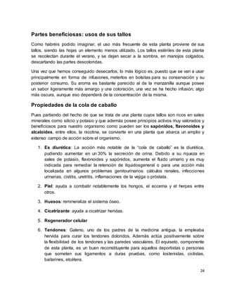 24 
Partes beneficiosas: usos de sus tallos 
Como habréis podido imaginar, el uso más frecuente de esta planta proviene de sus 
tallos, siendo las hojas un elemento menos utilizado. Los tallos estériles de esta planta 
se recolectan durante el verano, y se dejan secar a la sombra, en manojos colgados, 
descartando las partes descoloridas. 
Una vez que hemos conseguido desecarlos, lo más lógico es, puesto que se van a usar 
principalmente en forma de infusiones, meterlos en bolsitas para su conservación y su 
posterior consumo. Su aroma es bastante parecido al de la manzanilla aunque posee 
un sabor ligeramente más amargo y una coloración, una vez se ha hecho infusión, algo 
más oscura, aunque eso dependerá de la concentración de la misma. 
Propiedades de la cola de caballo 
Pues partiendo del hecho de que se trata de una planta cuyos tallos son ricos en sales 
minerales como silicio y potasio y que además posee principios activos muy valorados y 
beneficiosos para nuestro organismo como pueden ser los sapónidos, flavonoides y 
alcaloides, entre ellos, la nicotina, se convierte en una planta que abarca un amplio y 
extenso campo de acción sobre el organismo. 
1. Es diurética: La acción más notable de la “cola de caballo” es la diurética, 
pudiendo aumentar en un 30% la secreción de orina. Debido a su riqueza en 
sales de potasio, flavonoides y sapónidos, aumenta el fluido urinario y es muy 
indicada para remediar la retención de líquidosgeneral o para una acción más 
localizada en algunos problemas genitourinarios: cálculos renales, infecciones 
urinarias, cistitis, uretritis, inflamaciones de la vejiga o próstata. 
2. Piel: ayuda a combatir notablemente los hongos, el eccema y el herpes entre 
otros. 
3. Huesos: remineraliza el sistema óseo. 
4. Cicatrizante: ayuda a cicatrizar heridas. 
5. Regenerador celular 
6. Tendones: Galeno, uno de los padres de la medicina antigua, la empleaba 
hervida para curar los tendones doloridos. Además actúa positivamente sobre 
la flexibilidad de los tendones y las paredes vasculares. El equiseto, componente 
de esta planta, es un buen reconstituyente para aquellos deportistas o personas 
que someten sus ligamentos a duras pruebas, como lostenistas, ciclistas, 
bailarines, etcétera. 
 