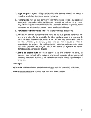 7. Bajar de peso: ayuda a adelgazar debido a que elimina líquidos del cuerpo y 
25 
con ellos se eliminan también el exceso de toxinas. 
8. Hemorragias: muy útil para controlar y curar hemorragias debido a su capacidad 
astringente, contrae los tejidos debido a su contenido de taninos, por lo que es 
muy adecuada para cicatrizar rápidamente y cerrar las heridas sangrantes, frenar 
y controlar las hemorragias nasales y curar las úlceras cutáneas. 
9. Fortalece notablemente las uñas: por su alto contenido de equiseto. 
10. Piel: si por algo es consentida esta planta es por sus grandes beneficios que 
aporta a la piel. Su alto contenido de silicio ayuda a mantener y recuperar la 
salud del tejido conjuntivo que forma la piel. Por otro lado, desintoxica y depura 
las vías urinarias y la sangre, y esta limpieza interior ayuda a evitar la 
acumulación de toxinas y la proliferación de bacterias. Además, este efecto 
depurativo previene las arrugas, atenúa las estrías y regenera los tejidos 
dañados por las variaciones de peso. 
11. Sobre el cabello: evita las canas debido a su rico contenido de sílice, un 
elemento esencial del tejido conjuntivo además de aumentar el crecimiento del 
cabello y mejorar su aspecto, y por supuesto rejuvenece, nutre y vigoriza la piel y 
el cabello. 
Etimología 
Equisetum: nombre genérico que proviene del latín: equus = (caballo) y seta (cerda). 
arvense: epíteto latíno que significa "que se cultiva en los campos" 
 