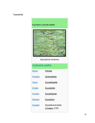 26 
Taxonomía 
Equiseto o cola de caballo 
Equisetum arvense 
Clasificación científica 
Reino: Plantae 
División: Sphenophyta 
Clase: Equisetopsida 
Orden: Equisetales 
Familia: Equisetaceae 
Género: Equisetum 
Especie: Equisetum arvense 
Linnaeus, 1753 
 