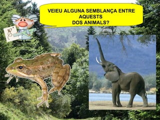 VEIEU ALGUNA SEMBLANÇA ENTRE AQUESTS  DOS ANIMALS?   