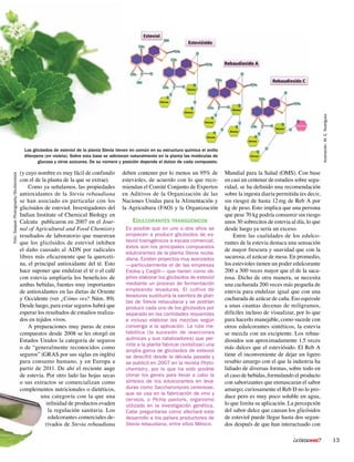 13¿cómoves?
(y cuyo nombre es muy fácil de confundir
con el de la planta de la que se extrae).
Como ya señalamos, las propiedades
antioxidantes de la Stevia rebaudiana
se han asociado en particular con los
glicósidos de esteviol. Investigadores del
Indian Institute of Chemical Biology en
Calcuta publicaron en 2007 en el Jour-
nal of Agricultural and Food Chemistry
resultados de laboratorio que muestran
que los glicósidos de esteviol inhiben
el daño causado al ADN por radicales
libres más eficazmente que la querceti-
na, el principal antioxidante del té. Esto
hace suponer que endulzar el té o el café
con estevia ampliaría los beneficios de
ambas bebidas, fuentes muy importantes
de antioxidantes en las dietas de Oriente
y Occidente (ver ¿Cómo ves? Núm. 89).
Desde luego, para estar seguros habrá que
esperar los resultados de estudios realiza-
dos en tejidos vivos.
A preparaciones muy puras de estos
compuestos desde 2008 se les otorgó en
Estados Unidos la categoría de seguros
o de “generalmente reconocidos como
seguros” (GRAS por sus siglas en inglés)
para consumo humano, y en Europa a
partir de 2011. De ahí el reciente auge
de estevia. Por otro lado las hojas secas
o sus extractos se comercializan como
complementos nutricionales o dietéticos,
una categoría con la que una
infinidad de productos evaden
la regulación sanitaria. Los
edulcorantes comerciales de-
rivados de Stevia rebaudiana
deben contener por lo menos un 95% de
estevioles, de acuerdo con lo que reco-
miendan el Comité Conjunto de Expertos
en Aditivos de la Organización de las
Naciones Unidas para la Alimentación y
la Agricultura (FAO) y la Organización
Mundial para la Salud (OMS). Con base
en casi un centenar de estudios sobre segu-
ridad, se ha definido una recomendación
sobre la ingesta diaria permitida (es decir,
sin riesgo) de hasta 12 mg de Reb A por
kg de peso. Esto implica que una persona
que pese 70 kg podría consumir sin riesgo
unos 30 sobrecitos de estevia al día, lo que
desde luego ya sería un exceso.
Entre las cualidades de los edulco-
rantes de la estevia destaca una sensación
de mayor frescura y suavidad que con la
sacarosa, el azúcar de mesa. En promedio,
los estevioles tienen un poder edulcorante
200 a 300 veces mayor que el de la saca-
rosa. Dicho de otra manera, se necesita
una cucharada 200 veces más pequeña de
estevia para endulzar igual que con una
cucharada de azúcar de caña. Eso equivale
a unas cuantas decenas de miligramos,
difíciles incluso de visualizar, por lo que
para hacerlo manejable, como sucede con
otros edulcorantes sintéticos, la estevia
se mezcla con un excipiente. Los rebau-
diosidos son aproximadamente 1.5 veces
más dulces que el esteviósido. El Reb A
tiene el inconveniente de dejar un ligero
resabio amargo con el que la industria ha
lidiado de diversas formas, sobre todo en
el caso de bebidas, formulando el producto
con saborizantes que enmascaran el sabor
amargo; curiosamente el Reb D no lo pro-
duce pero es muy poco soluble en agua,
lo que limita su aplicación. La percepción
del sabor dulce que causan los glicósidos
de esteviol puede llegar hasta dos segun-
dos después de que han interactuado con
Es posible que en uno o dos años se
empiecen a producir glicósidos de es-
teviol transgénicos a escala comercial;
éstos son los principales compuestos
edulcorantes de la planta Stevia reuba-
diana. Existen proyectos muy avanzados
—particularmente el de las empresas
Evolva y Cargill— que tienen como ob-
jetivo elaborar los glicósidos de esteviol
mediante un proceso de fermentación
empleando levaduras. El cultivo de
levaduras sustituiría la siembra de plan-
tas de Stevia rebaudiana y se podrían
producir cada uno de los glicósidos por
separado en las cantidades requeridas
e incluso elaborar las mezclas según
convenga a la aplicación. La ruta me-
tabólica (la sucesión de reacciones
químicas y sus catalizadores) que per-
mite a la planta fabricar (sintetizar) una
amplia gama de glicósidos de esteviol
se descifró desde la década pasada y
se publicó en 2007 en la revista Phyto-
chemistry, por lo que ha sido posible
clonar los genes para llevar a cabo la
síntesis de los edulcorantes en leva-
duras como Saccharomyces cerevisiae,
que se usa en la fabricación de vino y
cerveza, o Pichia pastoris, organismo
utilizado en la investigación genética.
Cabe preguntarse cómo afectará este
desarrollo a los países productores de
Stevia rebaudiana, entre ellos México.
Edulcorantes transgénicos
Foto:SwapanPhotography/Shutterstock
Los glicósidos de esteviol de la planta Stevia tienen en común en su estructura química el anillo
diterpeno (en violeta). Sobre esta base se adicionan naturalmente en la planta las moléculas de
glucosa y otros azúcares. De su número y posición depende el dulzor de cada compuesto.
Ilustración:M.E.Rodríguez
 
