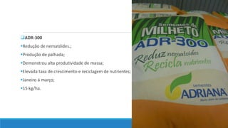 ADR-300
Redução de nematóides.;
Produção de palhada;
Demonstrou alta produtividade de massa;
Elevada taxa de crescimento e reciclagem de nutrientes;
Janeiro á março;
15 kg/ha.
 