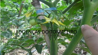 DOENÇAS DO TOMATEIRO
 