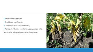 Murcha de fusarium:
Ocasião de frutificação;
Caule escuro no vaso do xilema;
Plantio de híbridos resistentes, calagem do solo,
fertilização adequada e rotação de culturas.
 