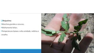Requeima:
Manchas grandes e escuras;
Molhamento foliar;
Temperaturas baixas e alta umidade, neblina e
orvalho.
 