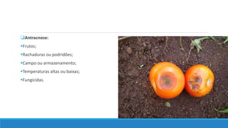 Antracnose:
Frutos;
Rachaduras ou podridões;
Campo ou armazenamento;
Temperaturas altas ou baixas;
Fungicidas.
 