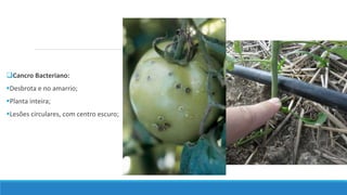 Cancro Bacteriano:
Desbrota e no amarrio;
Planta inteira;
Lesões circulares, com centro escuro;
 