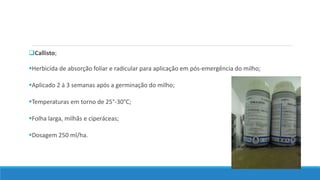 Callisto;
Herbicida de absorção foliar e radicular para aplicação em pós-emergência do milho;
Aplicado 2 á 3 semanas após a germinação do milho;
Temperaturas em torno de 25°-30°C;
Folha larga, milhãs e ciperáceas;
Dosagem 250 ml/ha.
 
