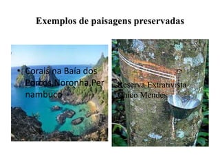 Exemplos de paisagens preservadas
• Corais na Baía dos
Porcos,Noronha,Per
nambuco
Reserva Extrativista
Chico Mendes
 