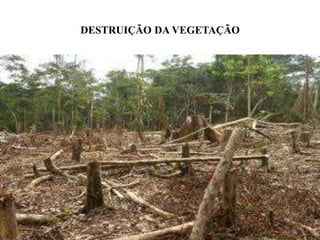 DESTRUIÇÃO DA VEGETAÇÃO
 