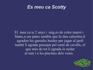 Es meu ca Scotty
El meu ca te 2 anys i mig,es de color marró i
blanc,a ses pates sembla que hi duu calcetins,li
agraden les garrafes buides per jugar al jardí
també li agrada passejar pel camí de cavalls, el
que més de tot li agrada és nedar
al mar i a les piscines dels veins.
 
