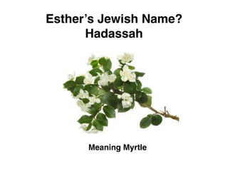 Meaning Myrtle
Esther’s Jewish Name?
Hadassah
 