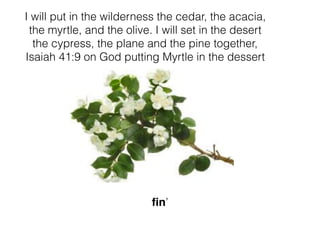 fin’
I will put in the wilderness the cedar, the acacia,
the myrtle, and the olive. I will set in the desert
the cypress, the plane and the pine together,
Isaiah 41:9 on God putting Myrtle in the dessert
 