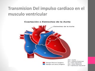 Transmision Del impulso cardiaco en el
musculo ventricular
 