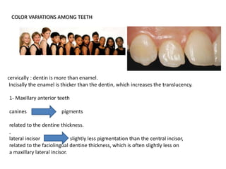 COLOR VARIATIONS AMONG TEETH
1- Maxillary anterior teeth
canines pigments
related to the dentine thickness.
.
lateral incisor slightly less pigmentation than the central incisor,
related to the faciolingual dentine thickness, which is often slightly less on
a maxillary lateral incisor.
cervically : dentin is more than enamel.
Incisally the enamel is thicker than the dentin, which increases the translucency.
 
