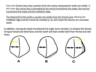 From the frontal view only a portion from the canine and posterior teeth are visible. In
this view, the canine face is bounded by the mesial transitional line angle, the cervical
transitional line angle and the midlabial ridge.
The distal half of the tooth is usually not visible from the frontal view. Moving the
midlabial ridge and the incisal tip mesially (a, b), will create the illusion of a narrower
tooth.
In addition, moving the distal transitional line angle more mesially ( c) will give the illusion
of equal mesial and distal faces and the tooth will look smaller both from frontal and side
views.
 