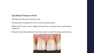 • Age-Related Changes in Teeth
• Varying translucency based on age.
• Young teeth: transparent due to incisal translucency.
• Older teeth: lower value, higher chroma due to enamel wear and dentine
exposure.
• Enamel wear through daily functions such as tooth brushing and eating.
 