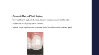 • Chromatic Map and Tooth Regions
• Cervical third: highest chroma, thinner enamel, more visible color.
• Middle third: slightly lower chroma.
• Incisal third: opalescence replaces basic hue chroma in unworn teeth
 
