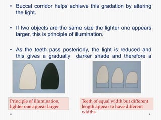 • Buccal corridor helps achieve this gradation by altering
the light.
• If two objects are the same size the lighter one appears
larger, this is principle of illumination.
• As the teeth pass posteriorly, the light is reduced and
this gives a gradually darker shade and therefore a
smaller appearance.
Principle of illumination,
lighter one appear larger
Teeth of equal width but different
length appear to have different
widths
 