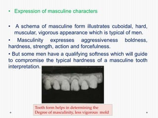 • Expression of masculine characters
• A schema of masculine form illustrates cuboidal, hard,
muscular, vigorous appearance which is typical of men.
• Masculinity expresses aggressiveness boldness,
hardness, strength, action and forcefulness.
• But some men have a qualifying softness which will guide
to compromise the typical hardness of a masculine tooth
interpretation.
Tooth form helps in determining the
Degree of masculinity, less vigorous mold
 