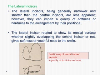 The Lateral Incisors
• The lateral incisors, being generally narrower and
shorter than the central incisors, are less apparent;
however, they can impart a quality of softness or
hardness to the arrangement by their positions.
• The lateral incisor rotated to show its mesial surface
whether slightly overlapping the central incisor or not,
gives softness or youthful ness to the smile.
Positioning of lateral incisor
imparts
a quality of feminine softness
 
