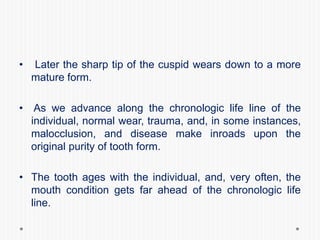 • Later the sharp tip of the cuspid wears down to a more
mature form.
• As we advance along the chronologic life line of the
individual, normal wear, trauma, and, in some instances,
malocclusion, and disease make inroads upon the
original purity of tooth form.
• The tooth ages with the individual, and, very often, the
mouth condition gets far ahead of the chronologic life
line.
 