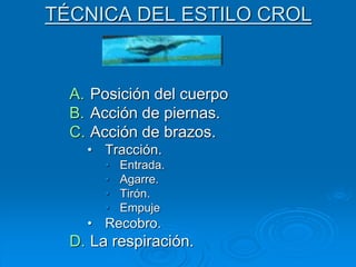 TÉCNICA DEL ESTILO CROL
A. Posición del cuerpo
B. Acción de piernas.
C. Acción de brazos.
• Tracción.
• Entrada.
• Agarre.
• Tirón.
• Empuje
• Recobro.
D. La respiración.
 