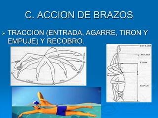 C. ACCION DE BRAZOS
 TRACCION (ENTRADA, AGARRE, TIRON Y
EMPUJE) Y RECOBRO.
 