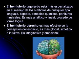  El hemisferio izquierdo está más especializado
en el manejo de los símbolos de cualquier tipo:
lenguaje, álgebra, símbolos químicos, partituras
musicales. Es más analítico y lineal, procede de
forma lógica.
 El hemisferio derecho es más efectivo en la
percepción del espacio, es más global, sintético
e intuitivo. Es imaginativo y emocional.
 