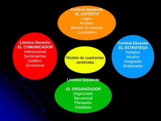 Límbico Derecho
EL COMUNICADOR
Interpersonal
Sentimientos
Estético
Emocional
Límbico Izquierdo
EL ORGANIZADOR
Organizado
Secuencial
Planeador
Detallado
Cortical Derecho
EL ESTRATEGA
Holístico
Intuitivo
Integrador
Sintetizador
Cortical Izquierdo
EL EXPERTO
Lógico
Analítico
Basado en hechos
Cuantitativo
Modelo de cuadrantes
cerebrales
 