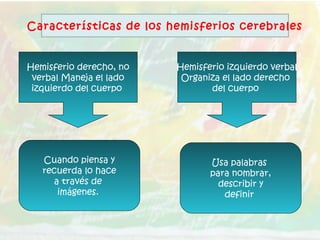 Hemisferio derecho, no
verbal Maneja el lado
izquierdo del cuerpo
Hemisferio izquierdo verbal
Organiza el lado derecho
del cuerpo
Cuando piensa y
recuerda lo hace
a través de
imágenes.
Usa palabras
para nombrar,
describir y
definir
Características de los hemisferios cerebrales
 