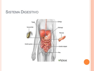 SISTEMA DIGESTIVO

 