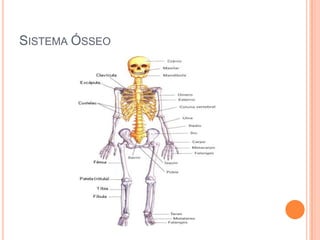 SISTEMA ÓSSEO

 