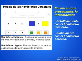 Equipo Apoyo a la formación SENA CEDEAGRO Boyacá 2010Forma en que procesamos la información: 
•Detalladamente con el hemisferio izquierdo. 
•Globalmente con el hemisferio derecho.  